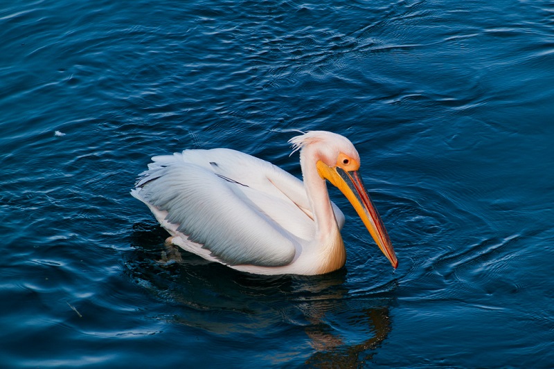 A big white bird on the water