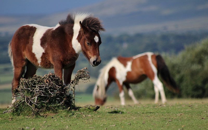 Two brown and white horses