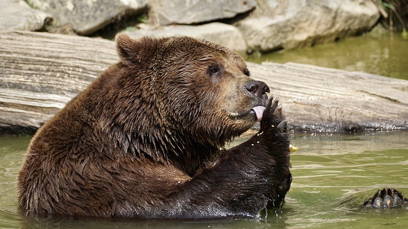 A bear in the water