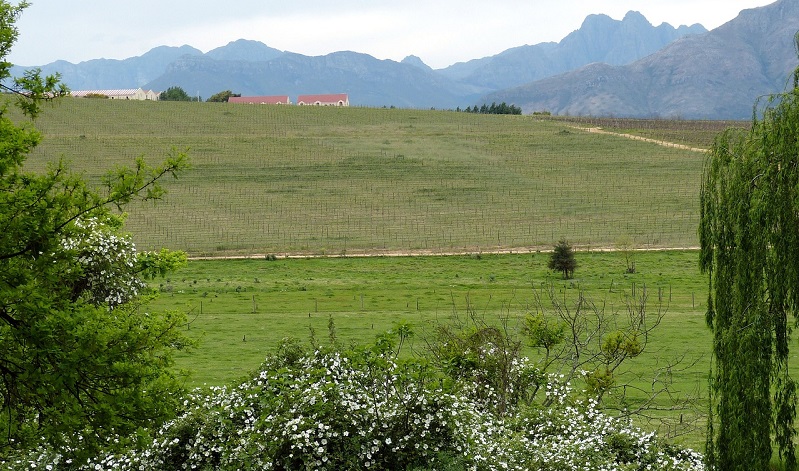 A view on a vineyard