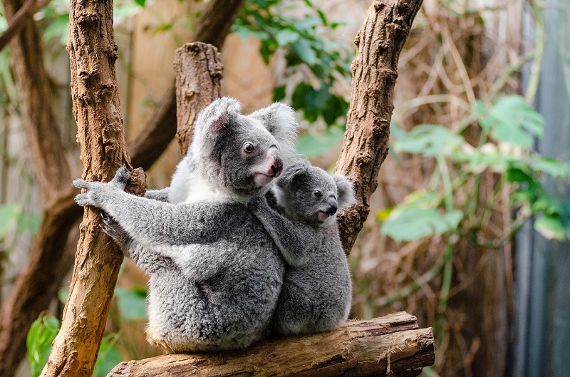 Koala sitting on a tree