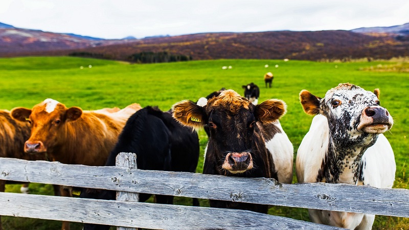 Cows behind the fance