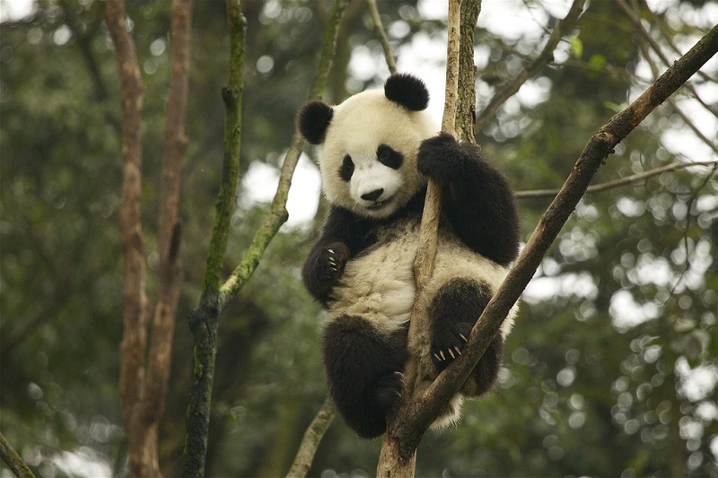 A panda climbing a tree