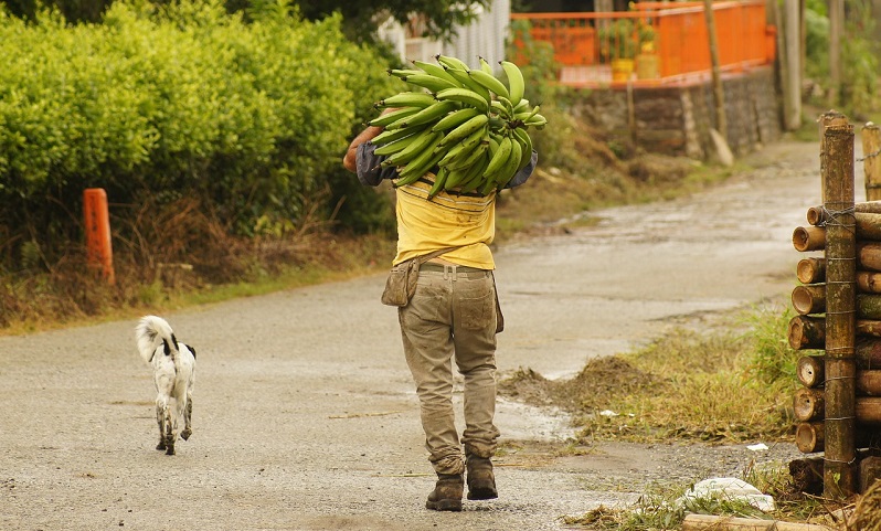 A man carrying bananas